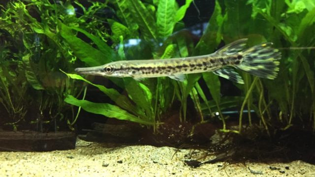 自作のビン罠で魚を捕まえようとしてみた その結果は 隠者ガリオの自然日記