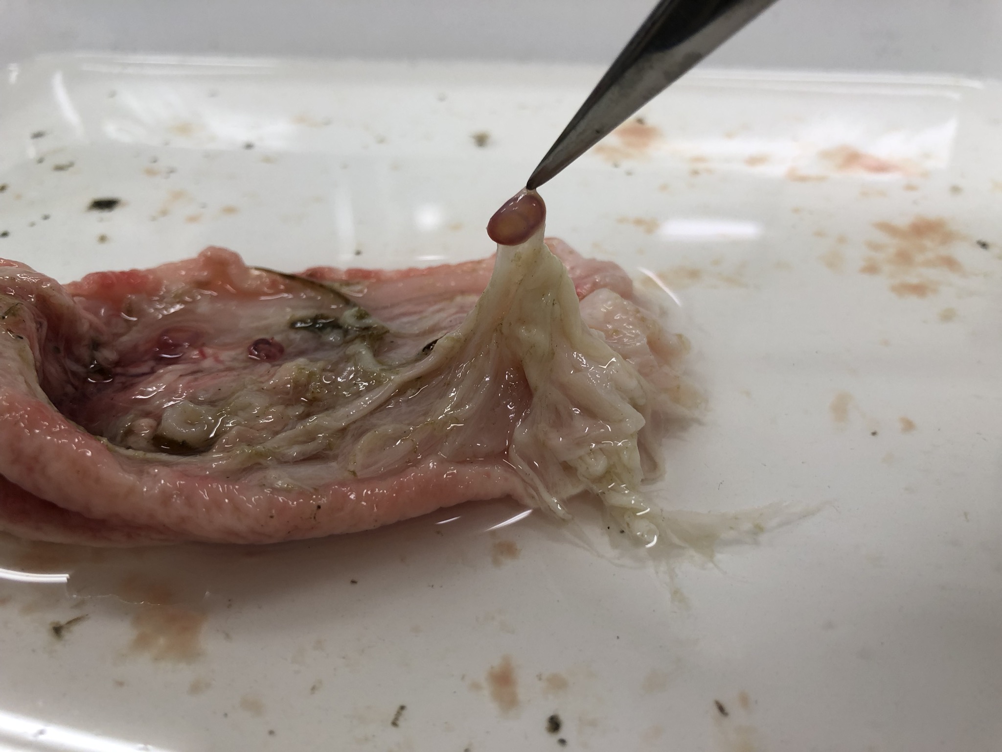 雷魚 カムルチ の胃壁から検出された2種類の寄生虫が分からない 隠者ガリオの自然日記
