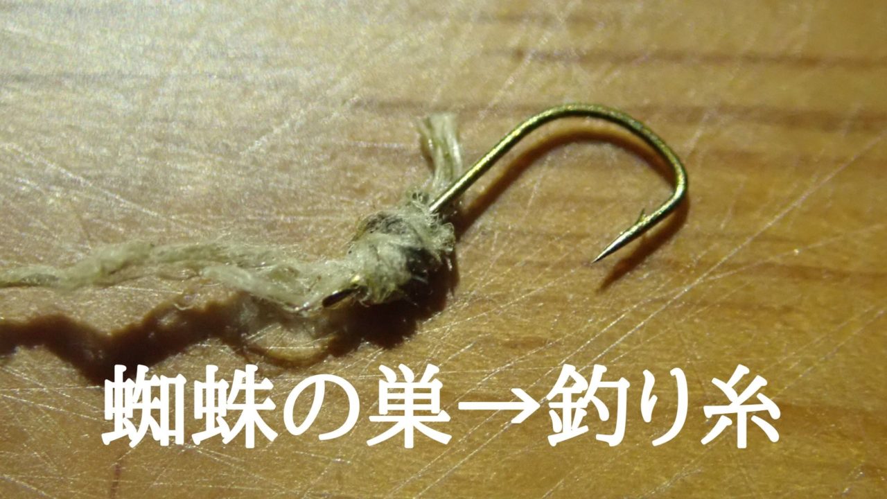 クモ ジョロウグモ の糸から作った釣り糸で魚を釣ってみた 作り方の