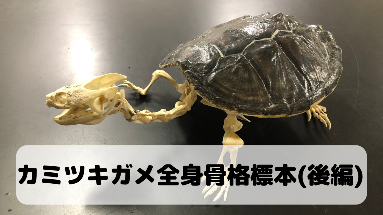 特定外来生物 カミツキガメの全身骨格標本の作り方 後編 隠者ガリオの自然日記