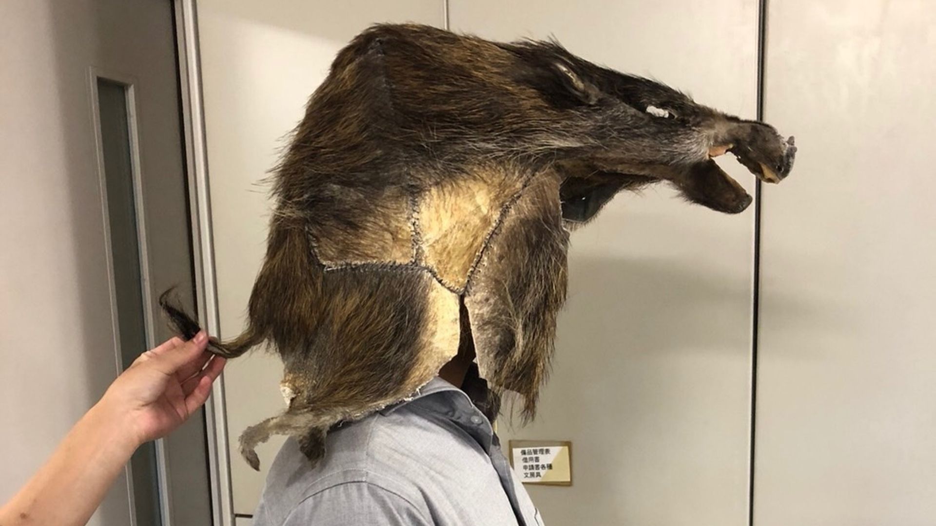 イノシシの毛皮 本物の皮を使ってイノシシマスクを作ろう｜無職主夫の暮らし