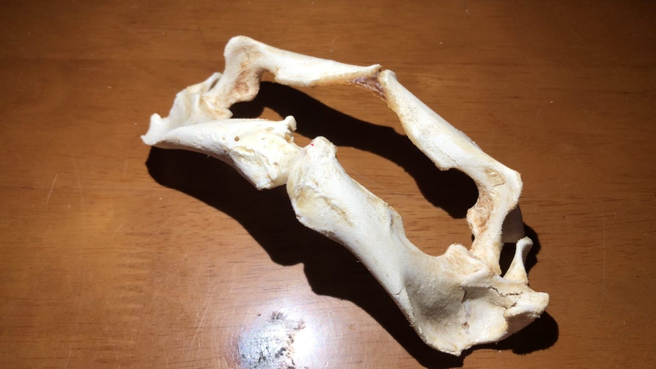 アカエイ　口　骨格標本　メリケンサック