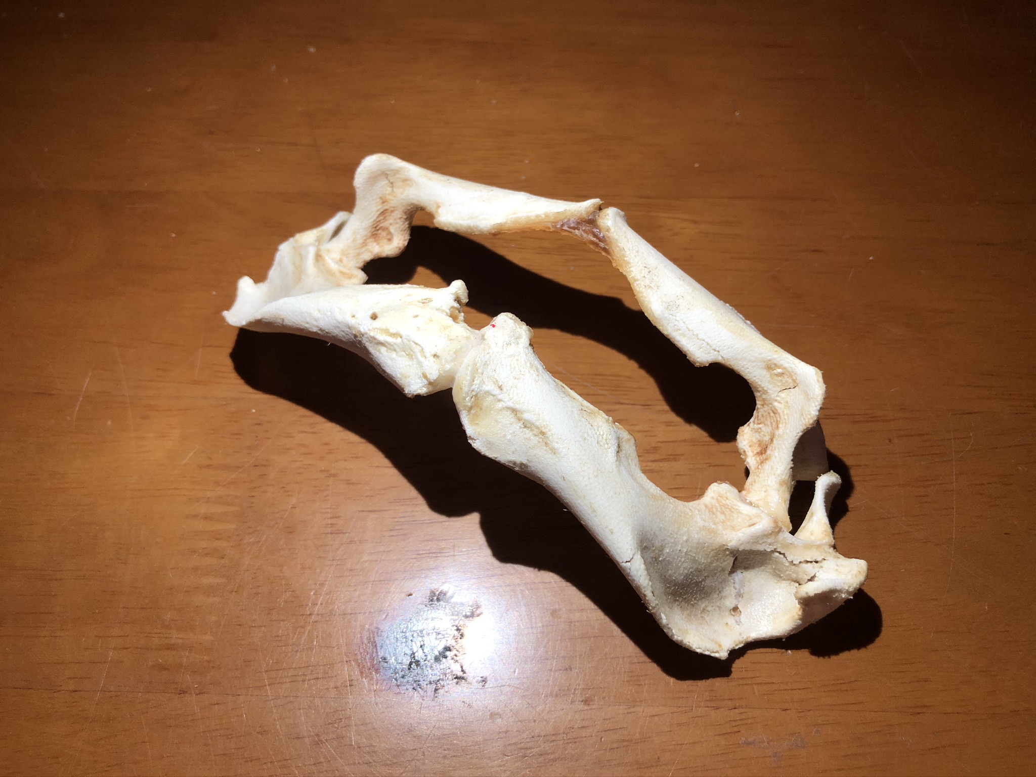 アカエイの口から骨格標本を作る方法 隠者ガリオの自然日記